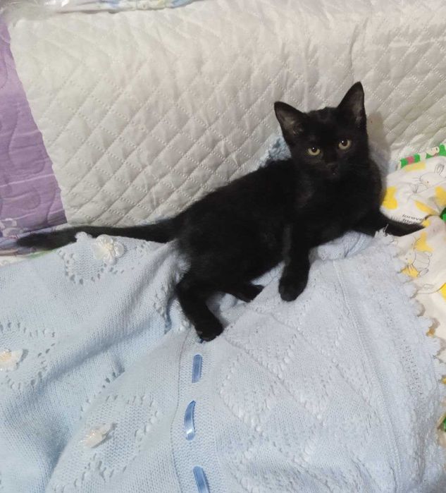 Отдам даром котят в хорошие руки