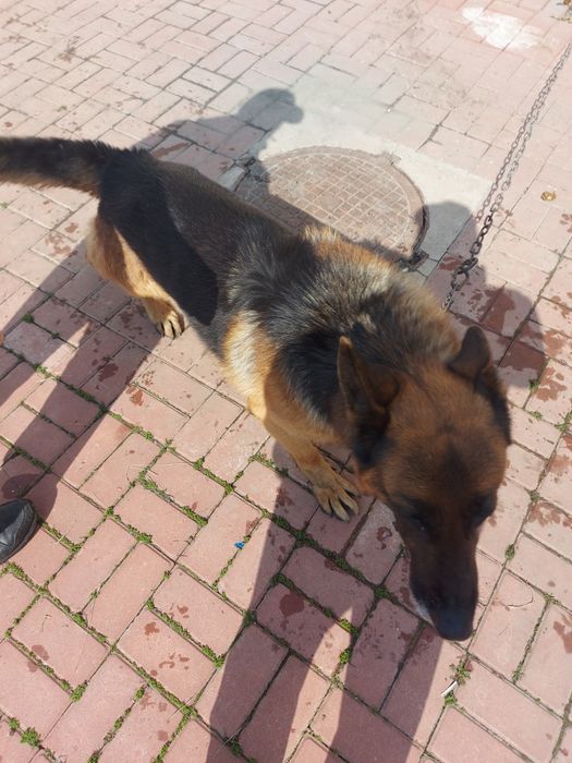 Продам немецкую овчарку