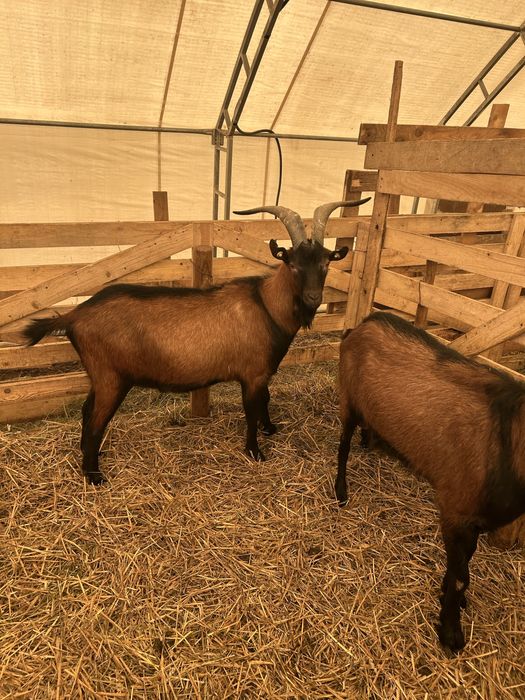 Vand 2 Tapi Alpini Francezi