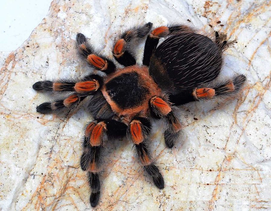 Пауки птицееды л1-л5