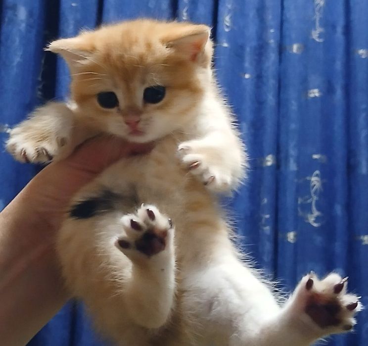 Фолды и британцы котята