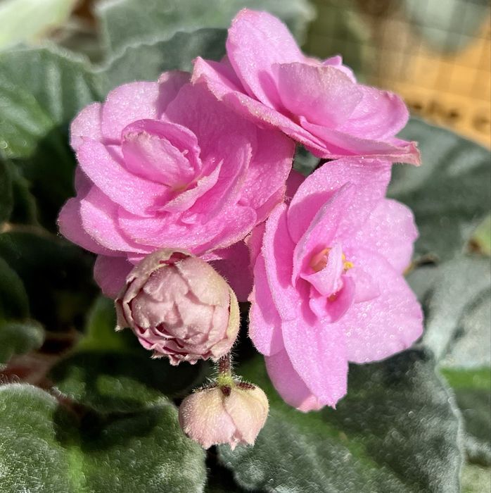 Сейнтполия Saintpaulia African Violet Сентполия Сенполия