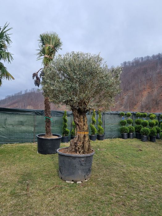 Măslini la cele mai bune prețuri