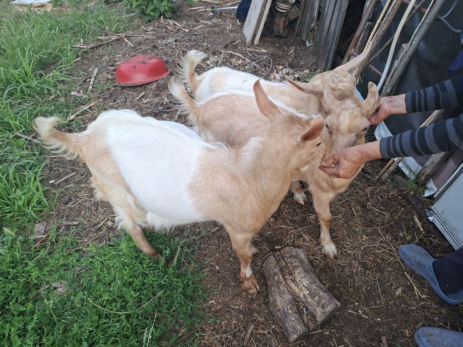 Vând 3 iezi(sau schimb unul dintre ei cu iadă)rasă foarte bună