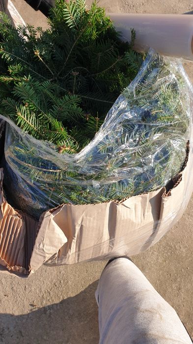 Puieți.  salcam molid brad mesteacăn fag paltin carpân plop tuia t