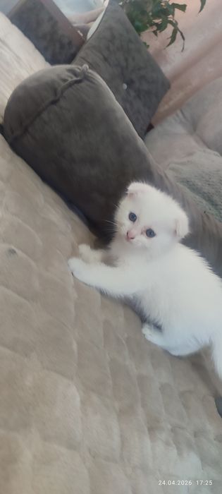 Веслоухие котята