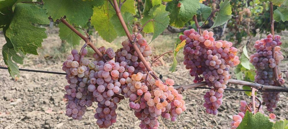 Продавам грозде,червен мискет, област Сливен