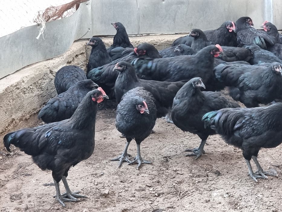 Австролоп чёрные куры