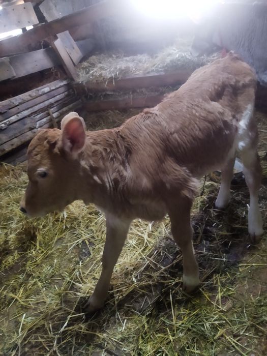 Телочка 1 месяц 100000 тысяч