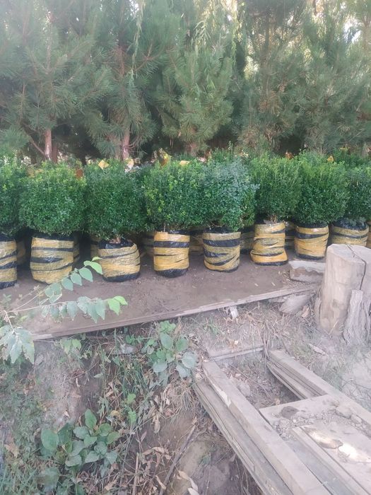 Голубая Ель и Ассорти