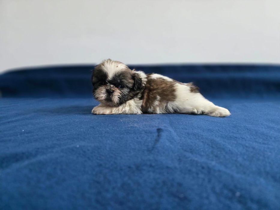 Shih -tzu fetiță