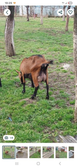 Vând Alpină franceză