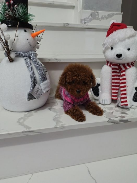 Pudel băiețel disponibil