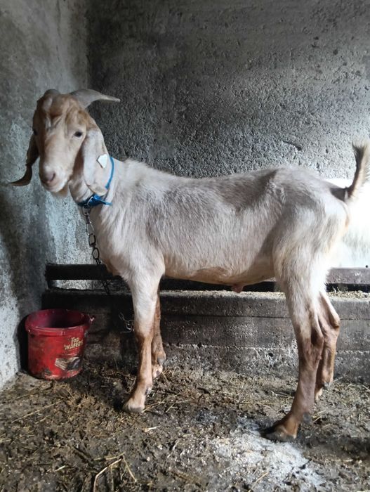 Țap de vânzare anglonubian cu vârsta de un an și două luni