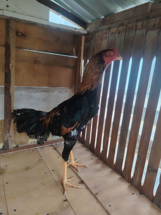 Dakani xoroz sotildi.