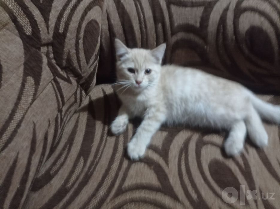 Отдам даром кошечек
