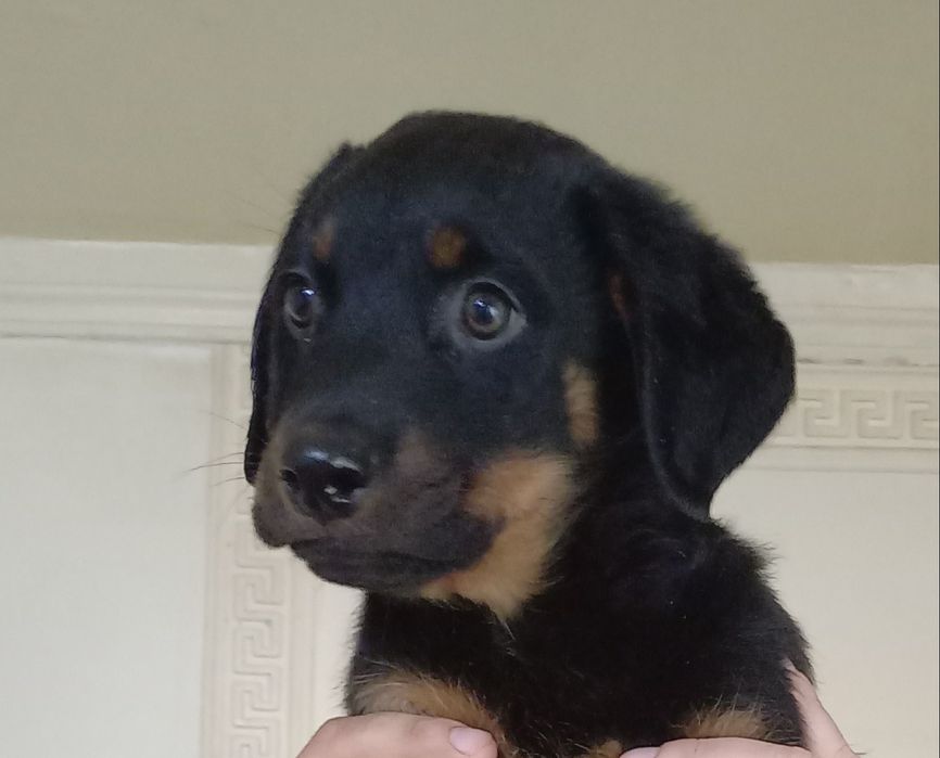 Продажа Ротвейлера