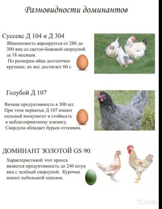 Цыплята Доминант