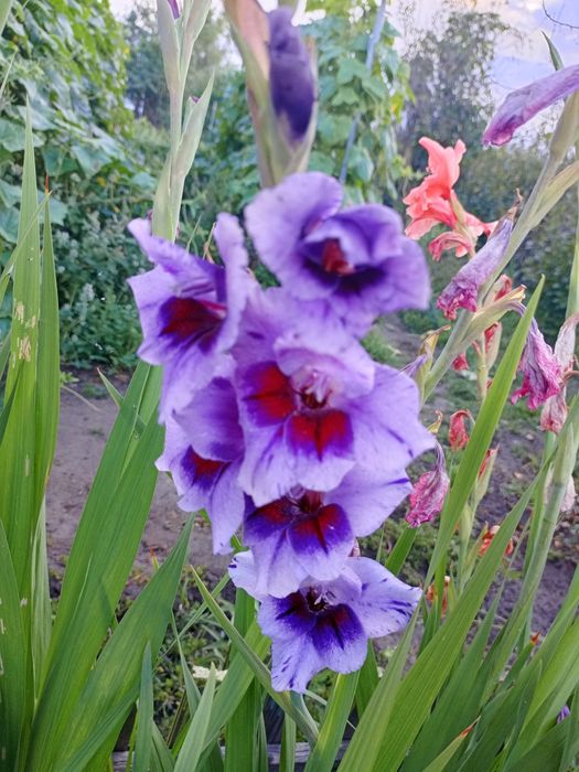 Гладиолус луковицы