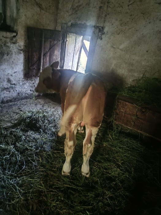 Vând tăurasi de 2 luni