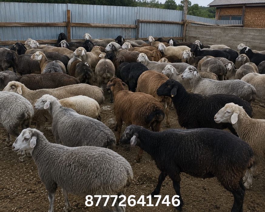 Бараны, козы на продажу