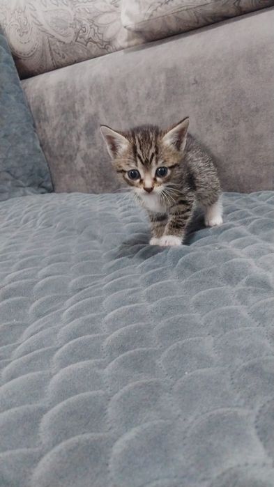Отдам котят бесплатно