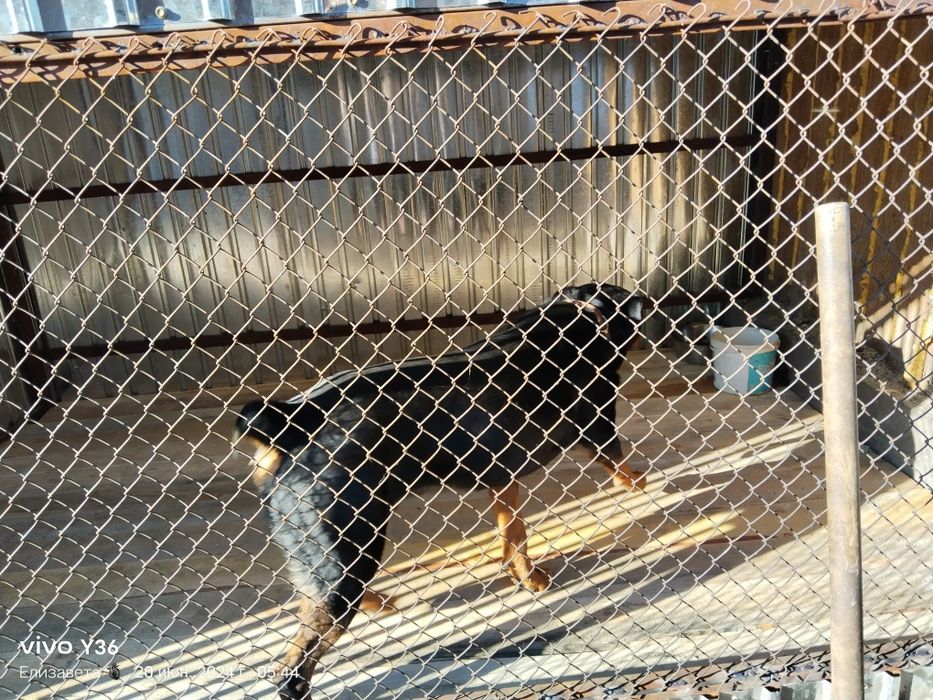 Кабель для вязки Ротвейлер