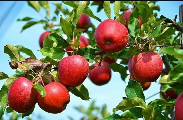 Suc de mere la pungi de 3 l