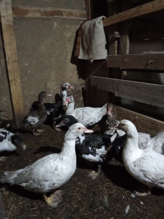 Продам индоуток в городе