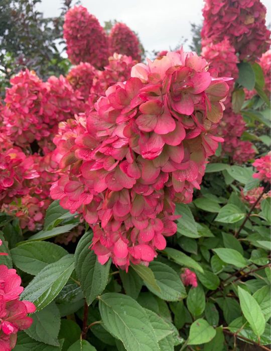 Гортензия метельчатая, древовидная