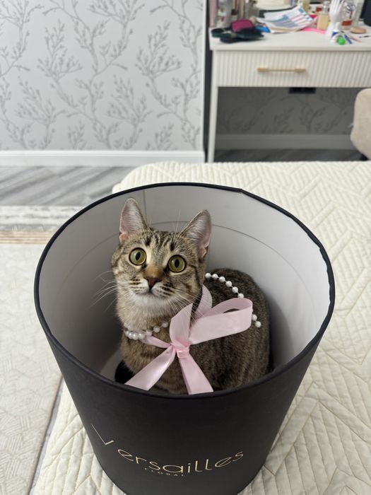 Кошка в добрые руки