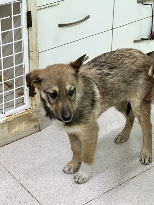 Щенок крупной дворняги в добрые руки