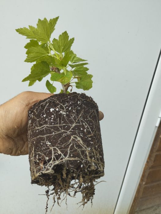 Касис,френско грозде в саксия