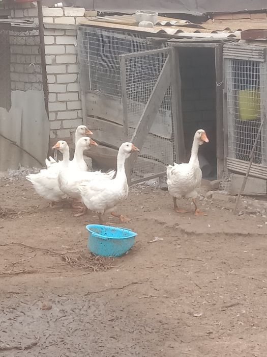 Продам гусей домашние