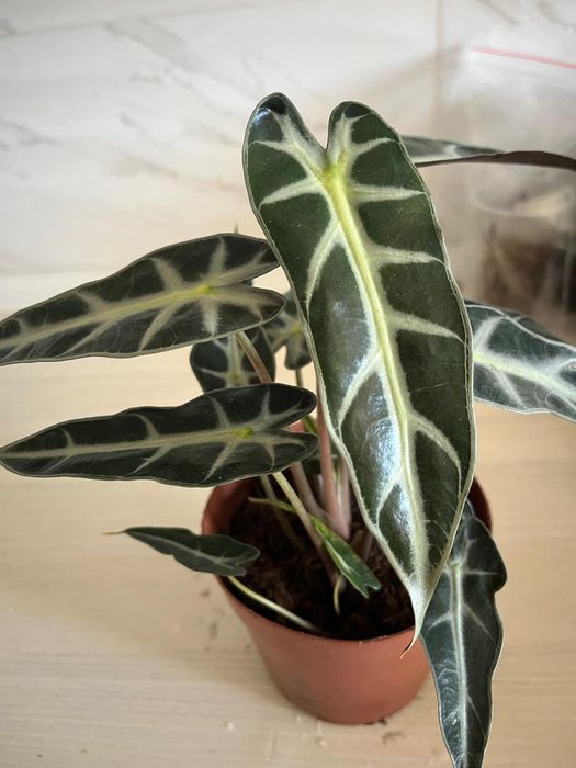 Комнатные растения