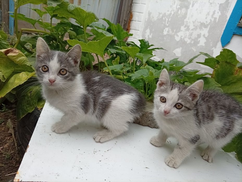 Ппристраиваются котята (2 девочки)