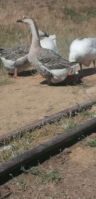 Vând gâște americane 4 buc.