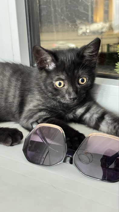 Отдаем в хорошие руки