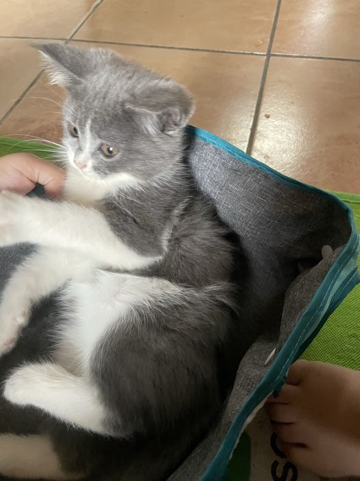 Mushukcha persidiskiy+ turetskiy angora