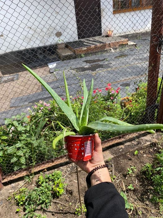 Розебудная Герань и Алоэ Вера