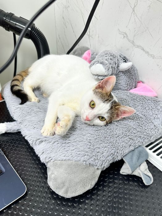 Adopție pisicuță torcacioasa și lipicioasă