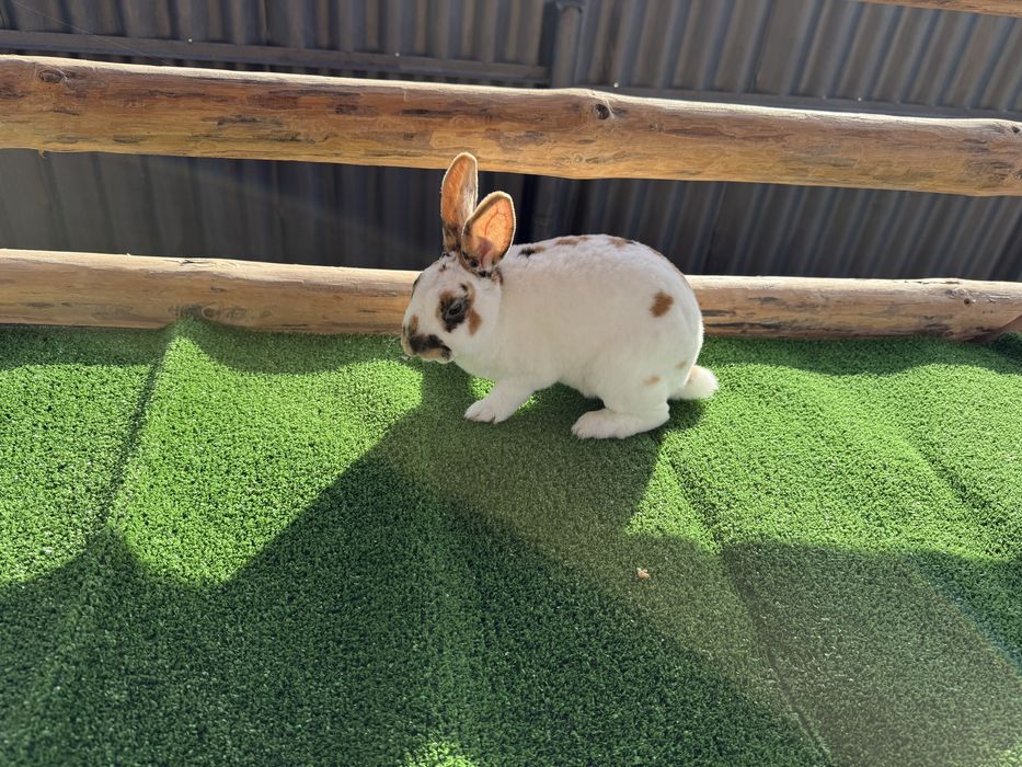 Продавам зайците на снимките от породата Рекс