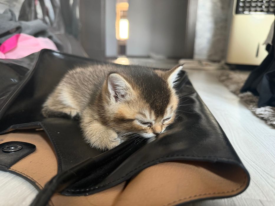 Котенок вислоухий