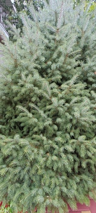 Ёлка зеленная большая