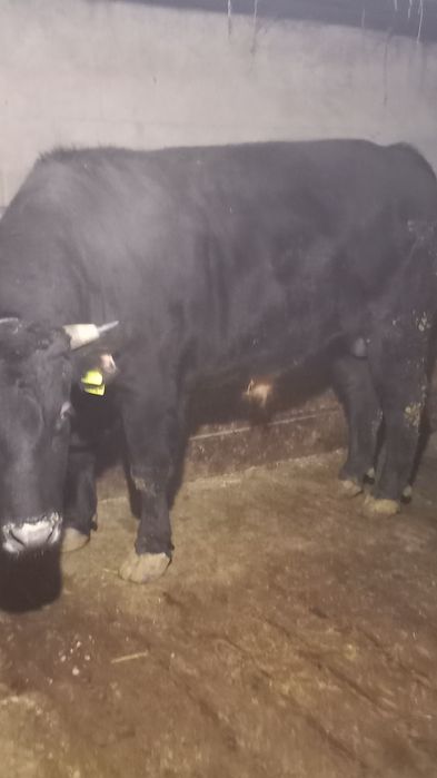 Продам быка откормленого