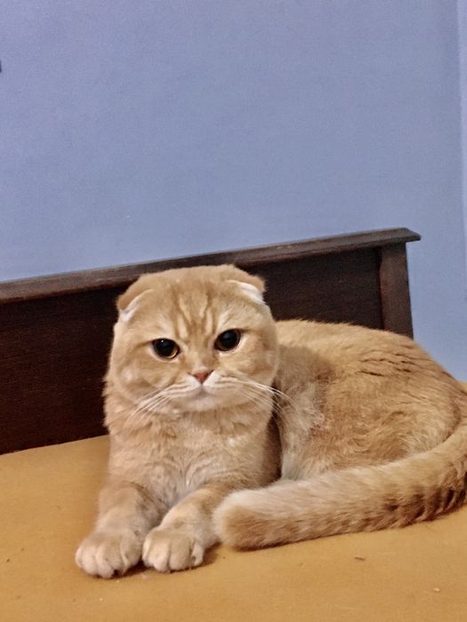 Vyazka scottish fold zolotoy shinchila