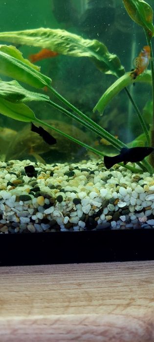 Продам мальков подрощенных