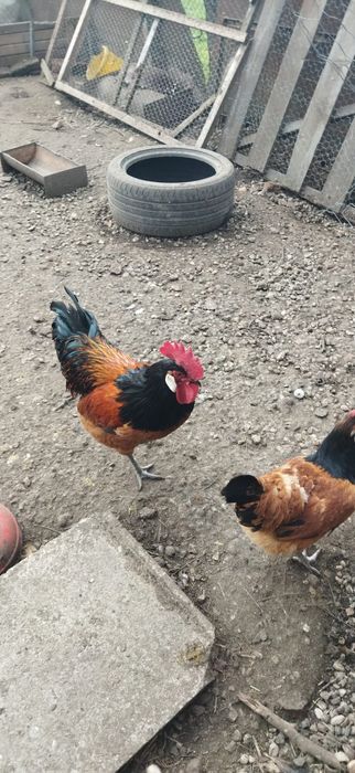 Ouă Vorwerk de la găini 2025