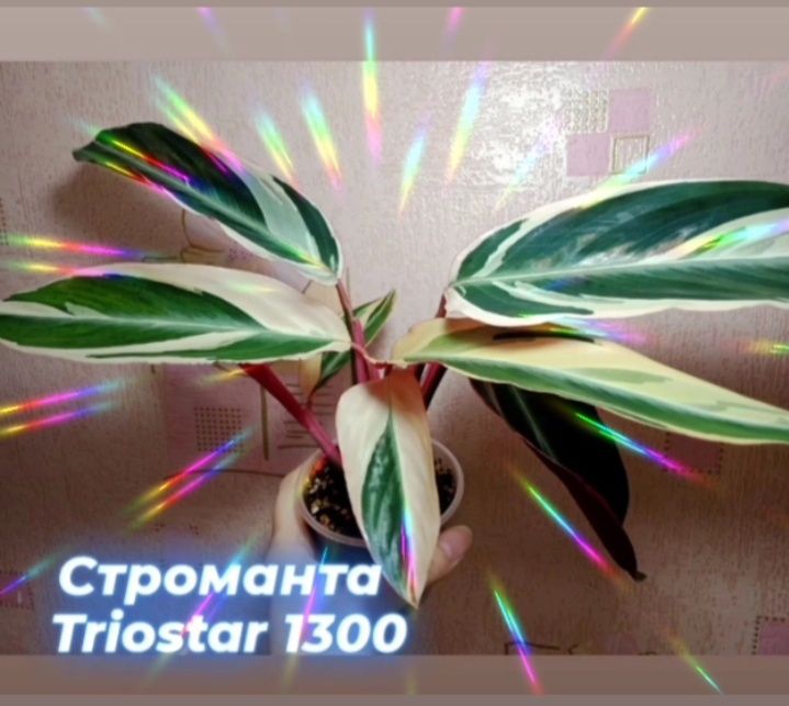Комнатные цветы, растения