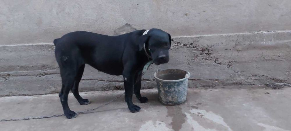 Kanne Korso zotdor it